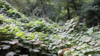 Monrovia Canyon Waterfall Trail